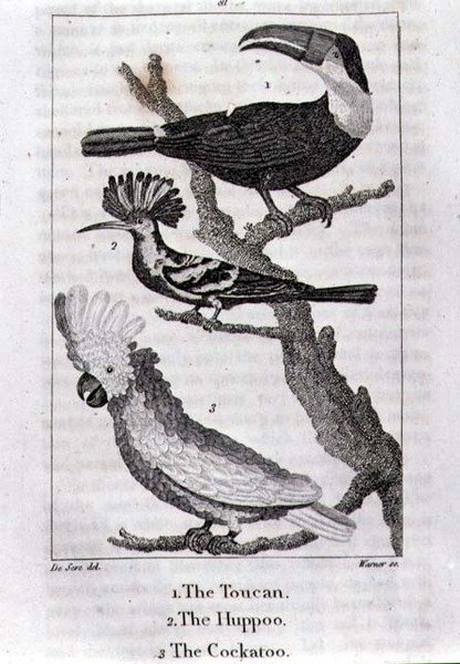 Toucan, Huppoo ve Kakadu, Oliver Goldsmith tarafından 
