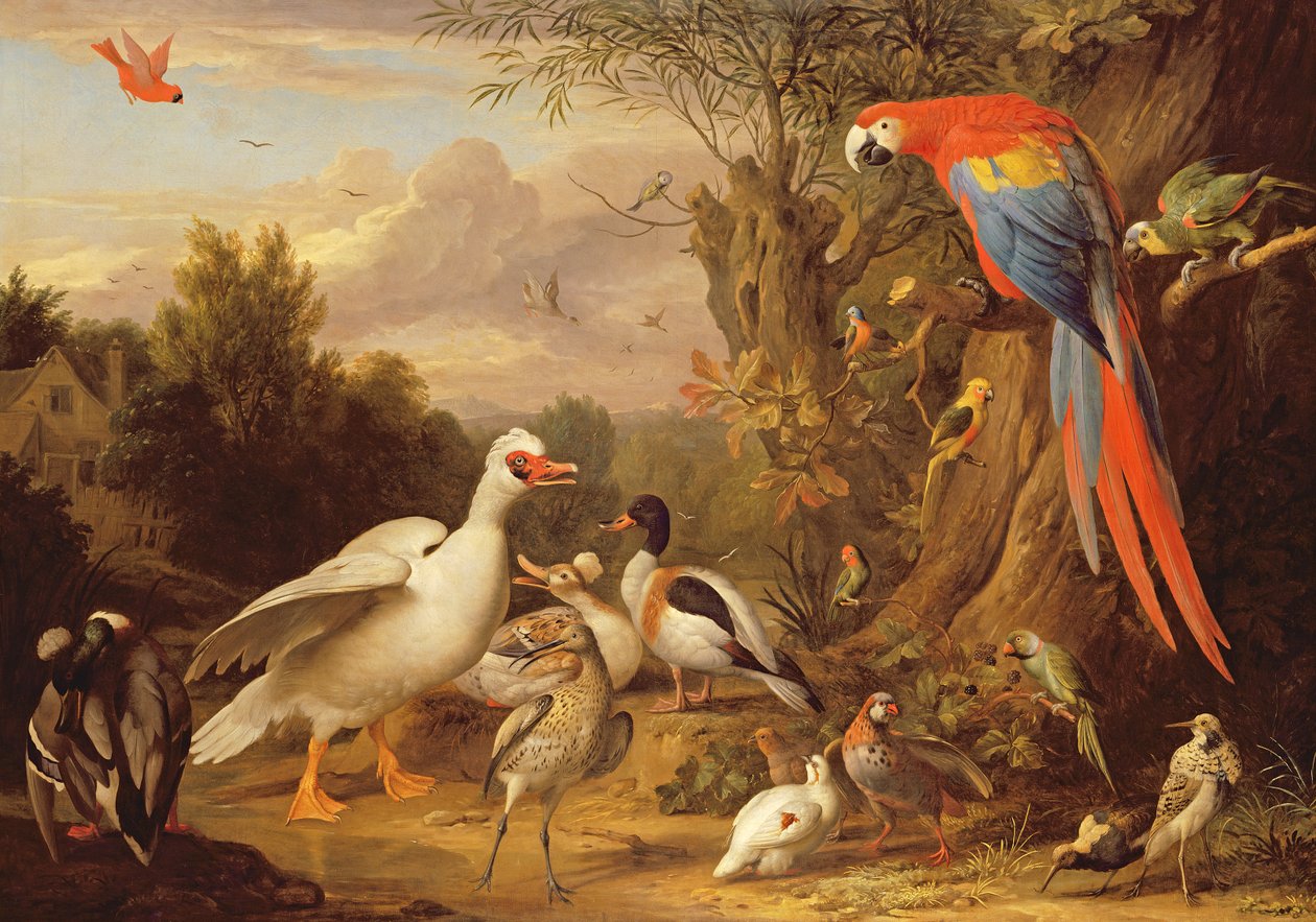 Bir Peyzajda Bir Amerika Papağanı, Ördekler, Papağanlar ve Diğer Kuşlar, c.1708-10 by Jakob Bogdani or Bogdany