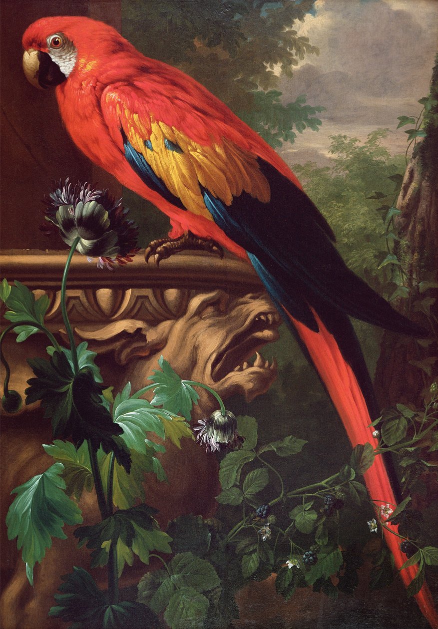 Bir Manzarada Scarlet Amerika Papağanı by Jakob Bogdani or Bogdany