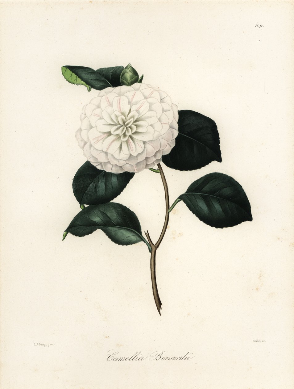 Camellia japonica çeşidi, Camellia bonardii veya Camellia bonnardii by Jakob (after) Jung