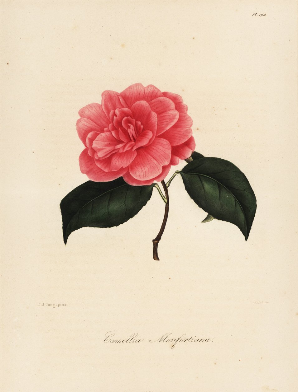 Camellia japonica çeşidi, Camellia monfortiana by Jakob (after) Jung