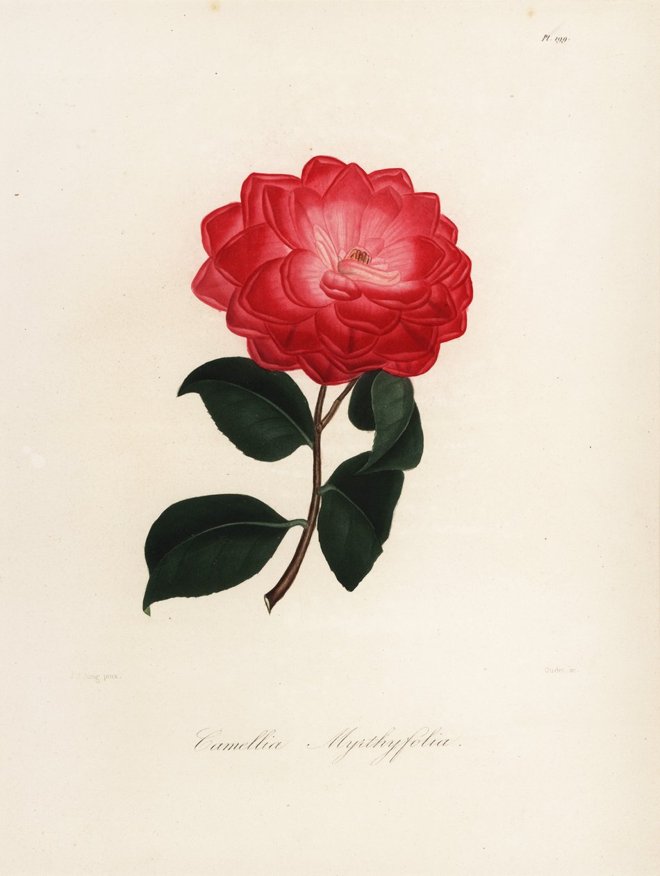 Camellia japonica çeşidi, Camellia myrthyfolia by Jakob (after) Jung