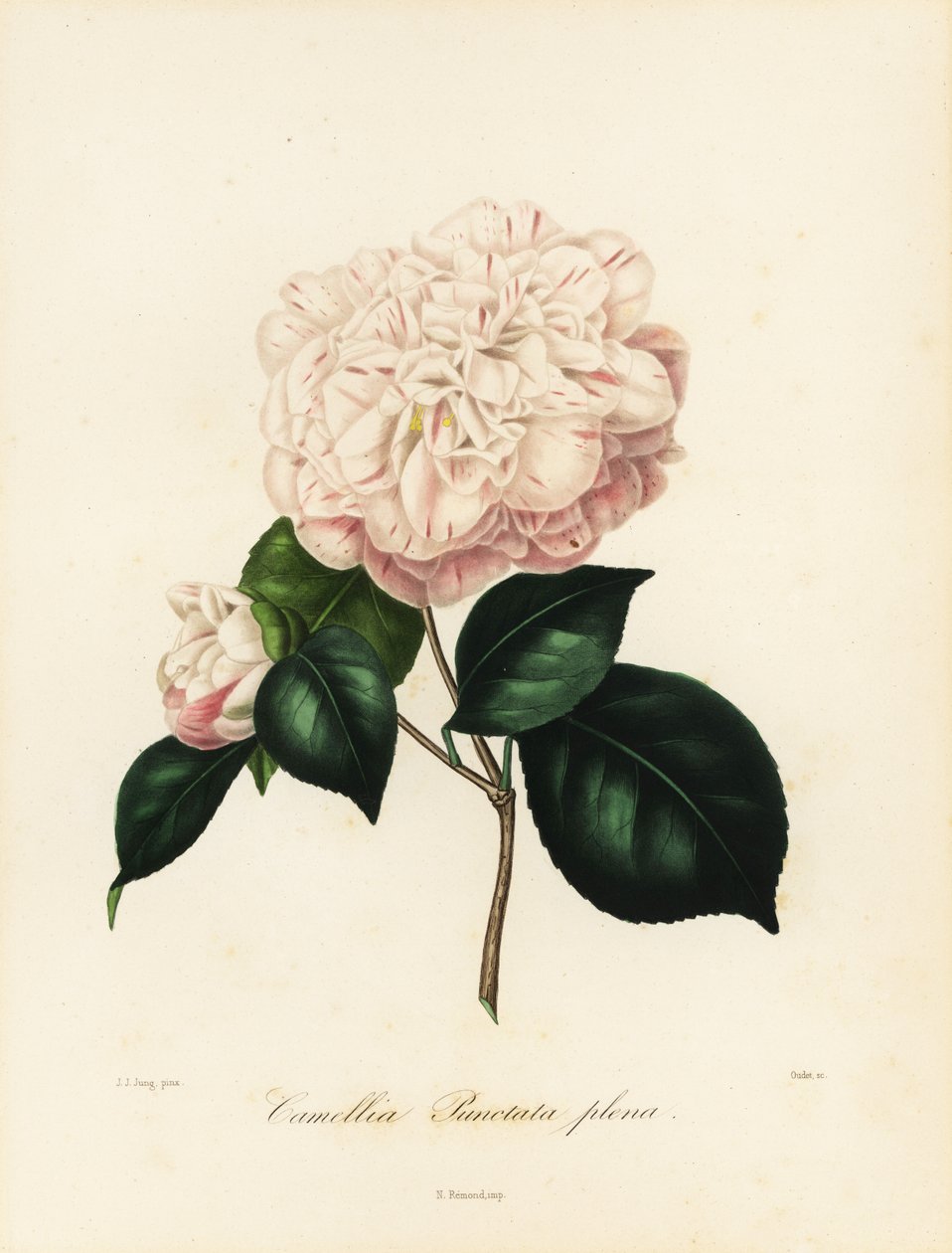 Camellia japonica çeşidi, Camellia punctata plena by Jakob (after) Jung