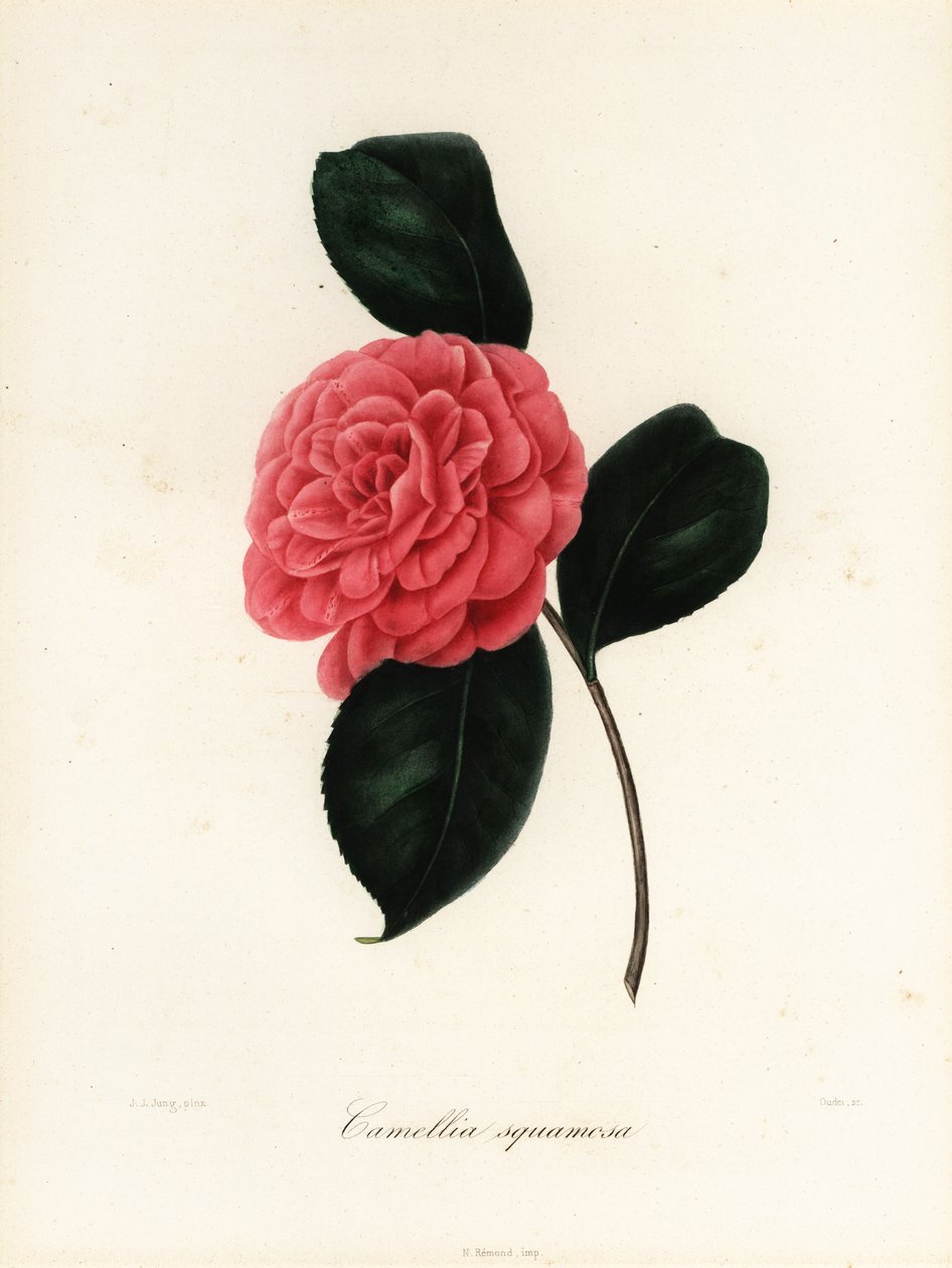 Camellia japonica çeşidi, Camellia squamosa veya Camellia squammosa by Jakob (after) Jung