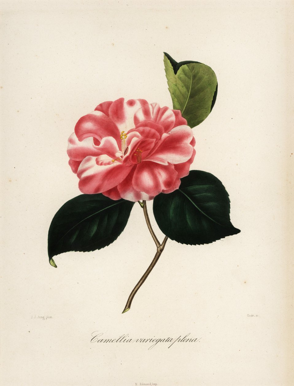 Camellia japonica çeşidi, Camellia variegata plena by Jakob (after) Jung