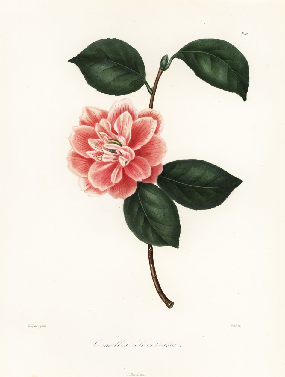 Sweet'in boyalı çiçekli kamelyası, Camellia japonica çeşidi, Camellia tatlım by Jakob (after) Jung