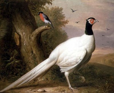 Peyzajda Beyaz Bir Sülün by Jakob Bogdani or Bogdany