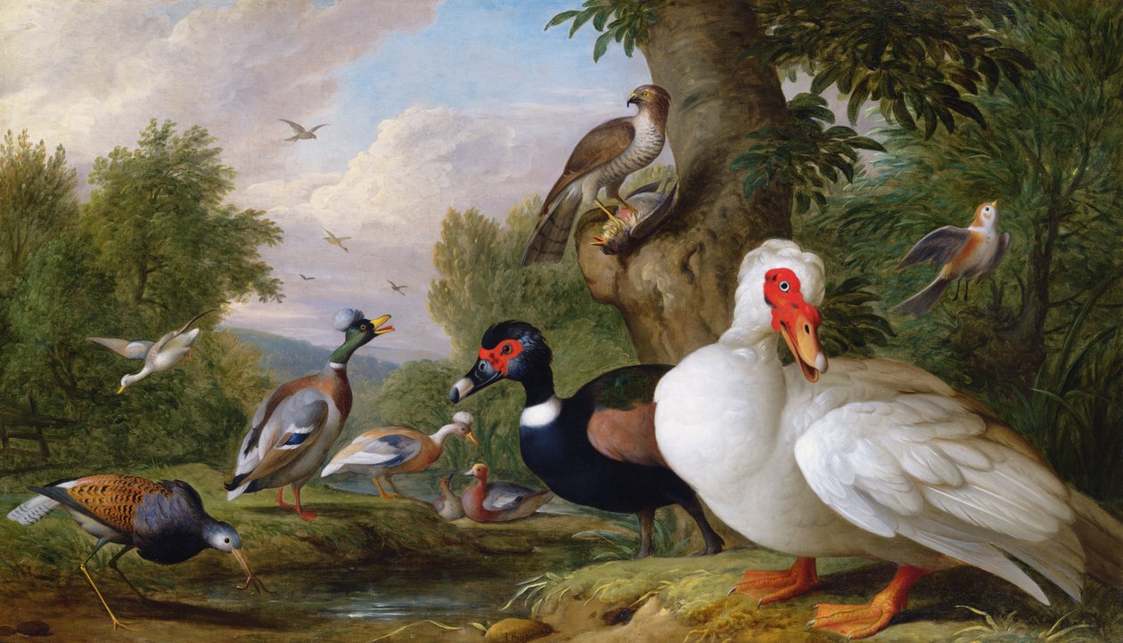 Havuz Başında Çeşitli Ördekler by Jakob Bogdani or Bogdany
