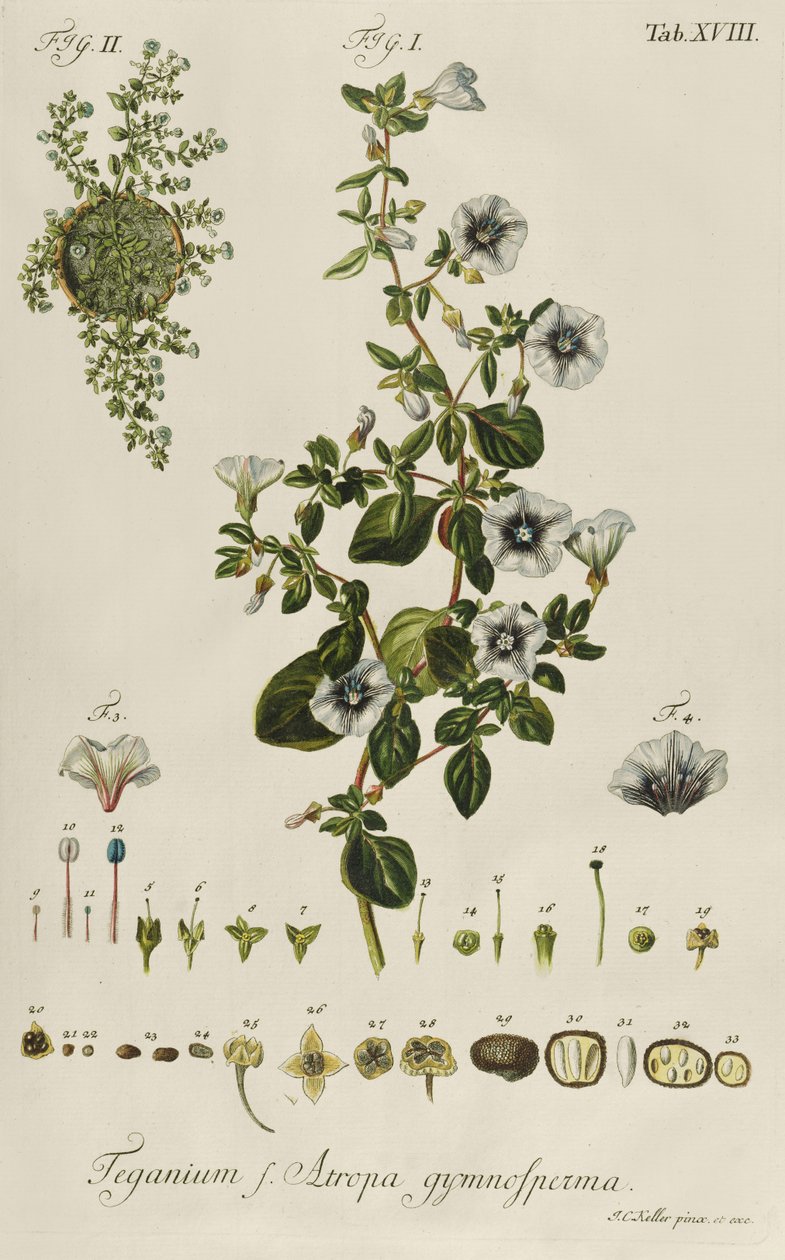 Convolvulus: Teganius f. Nadir Bitkilerden Atropa gymnosperma by Jakob Christoph Keller