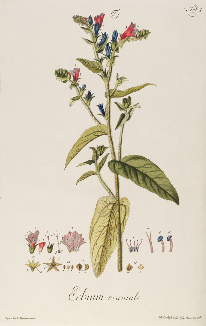 Echium: "Icons Plantarum"dan Orientale, c.1763 (gravür) by Jakob Christoph Keller