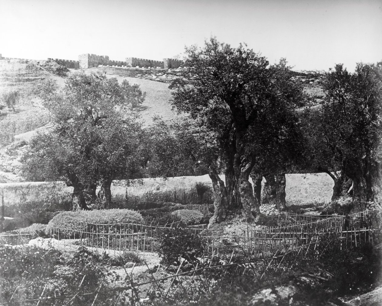 Getsemani, 1857 by Felice Beato