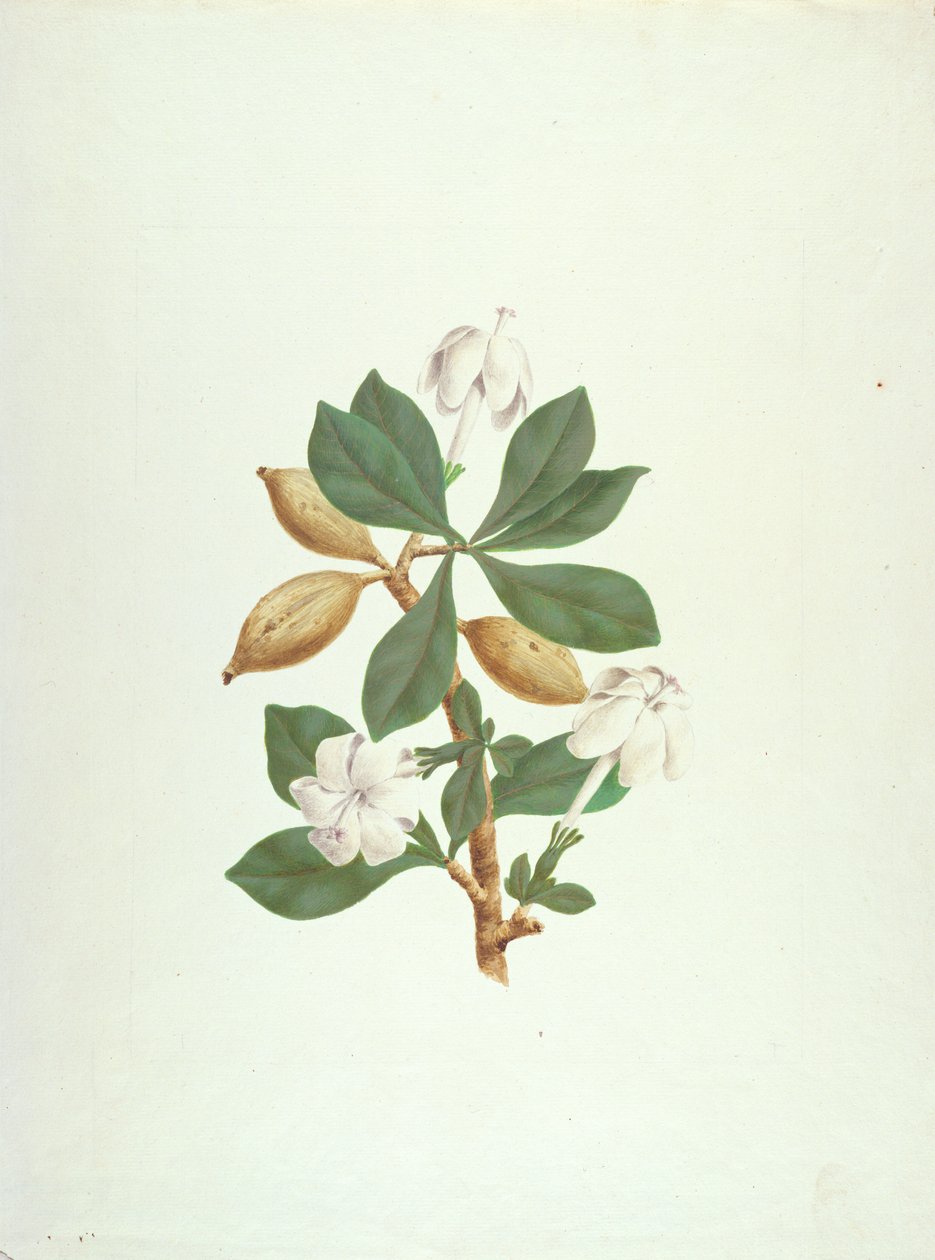 Aquariti (yapraklar, çiçekler ve meyveler) (kağıt üzerine grafit üzerine guaj boya) by James Bruce