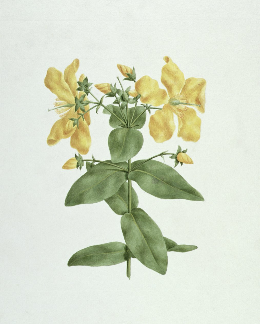 Feel-Fetch (Hypericum quartinianum) (kağıt üzerinde grafit üzerinde wc) by James Bruce