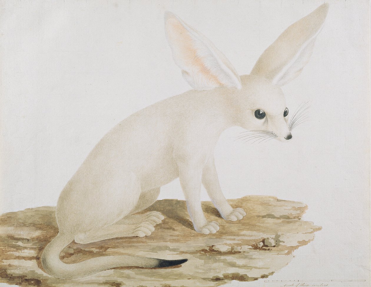 Fennec No. 3 Habeşistan