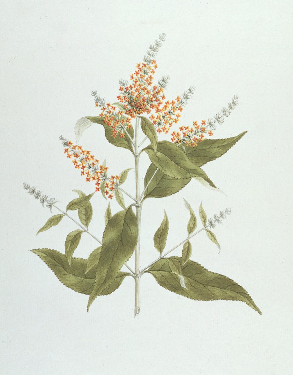 Umtar (Buddleia polystachya) (kağıt üzerinde grafit üzeri wc) by James Bruce