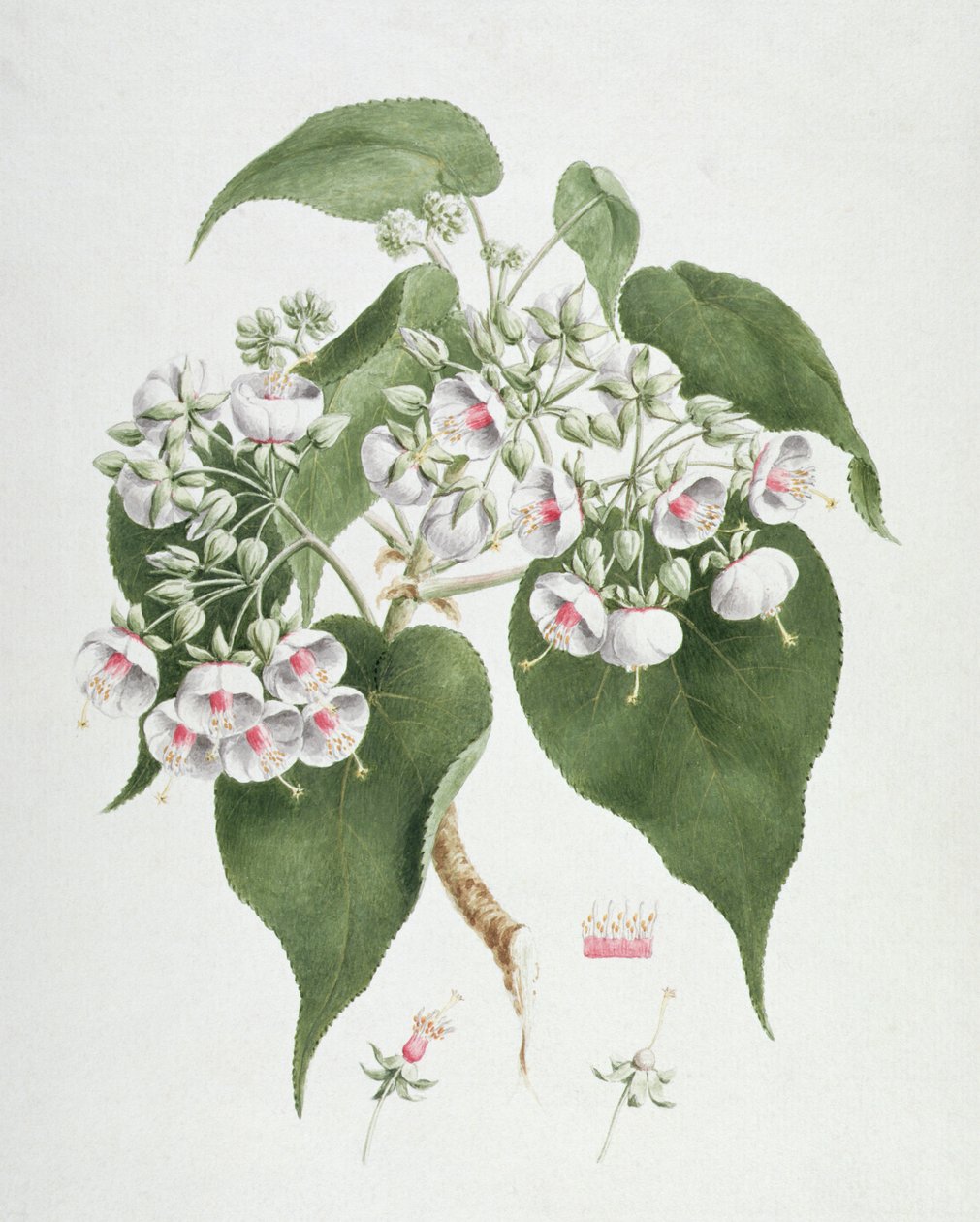 Walkuffa No.5 Dombeya torrida (kağıt üzerinde grafit üzeri wc) by James Bruce