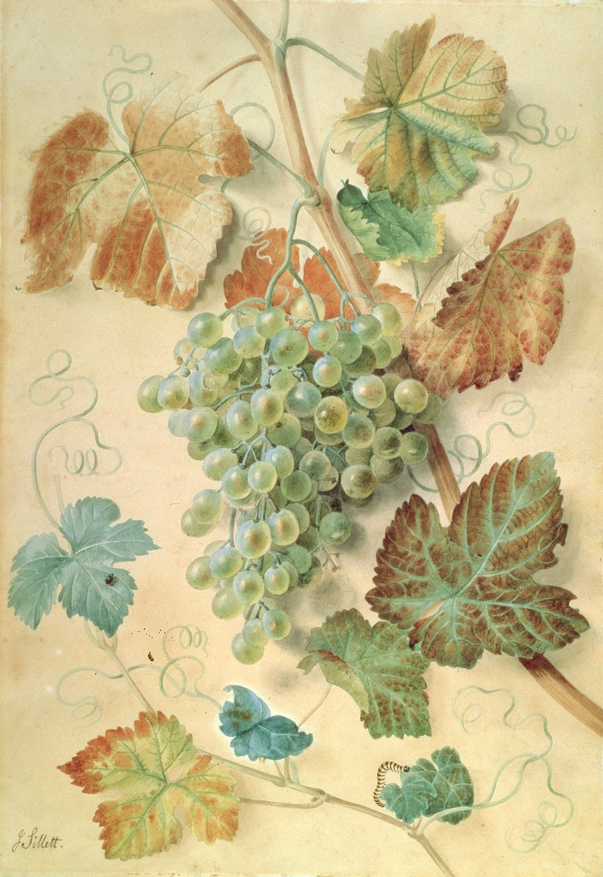 Beyaz Üzümler by James Sillett