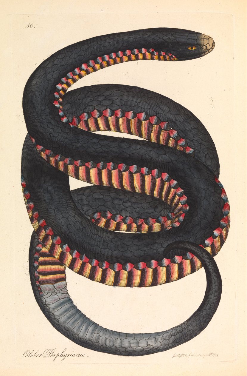 Kızıl yüzlü Yılan, Coluber porphyriacus by James Sowerby