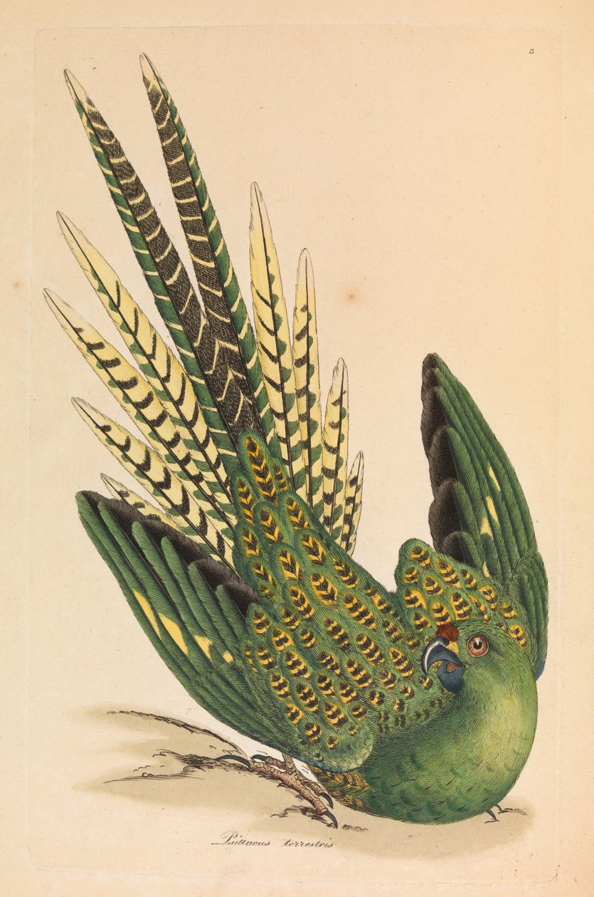 Yer Papağanı, Psittacus terrestris by James Sowerby
