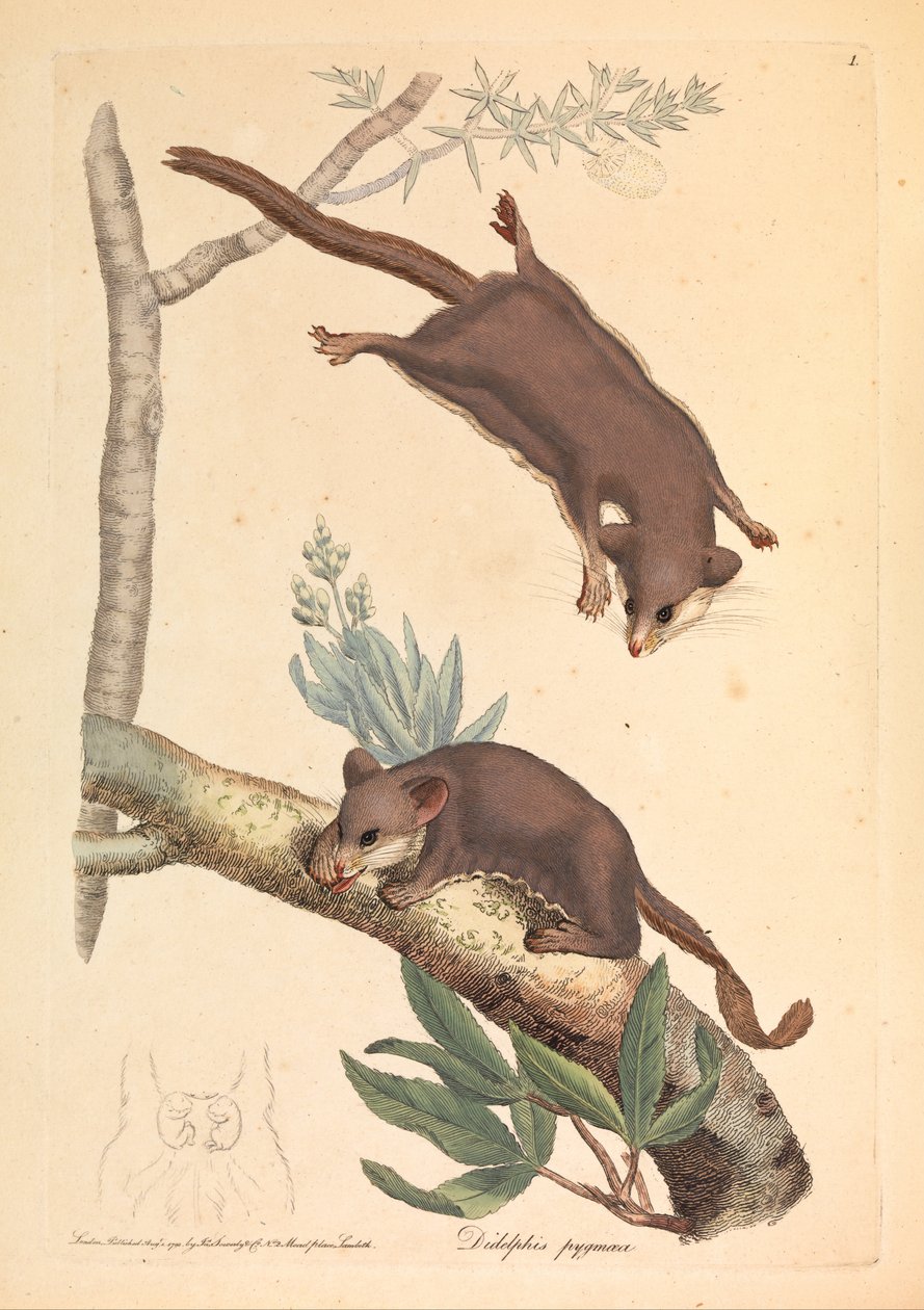 Cüce Opossum, Didelphis pygmaeus by James Sowerby
