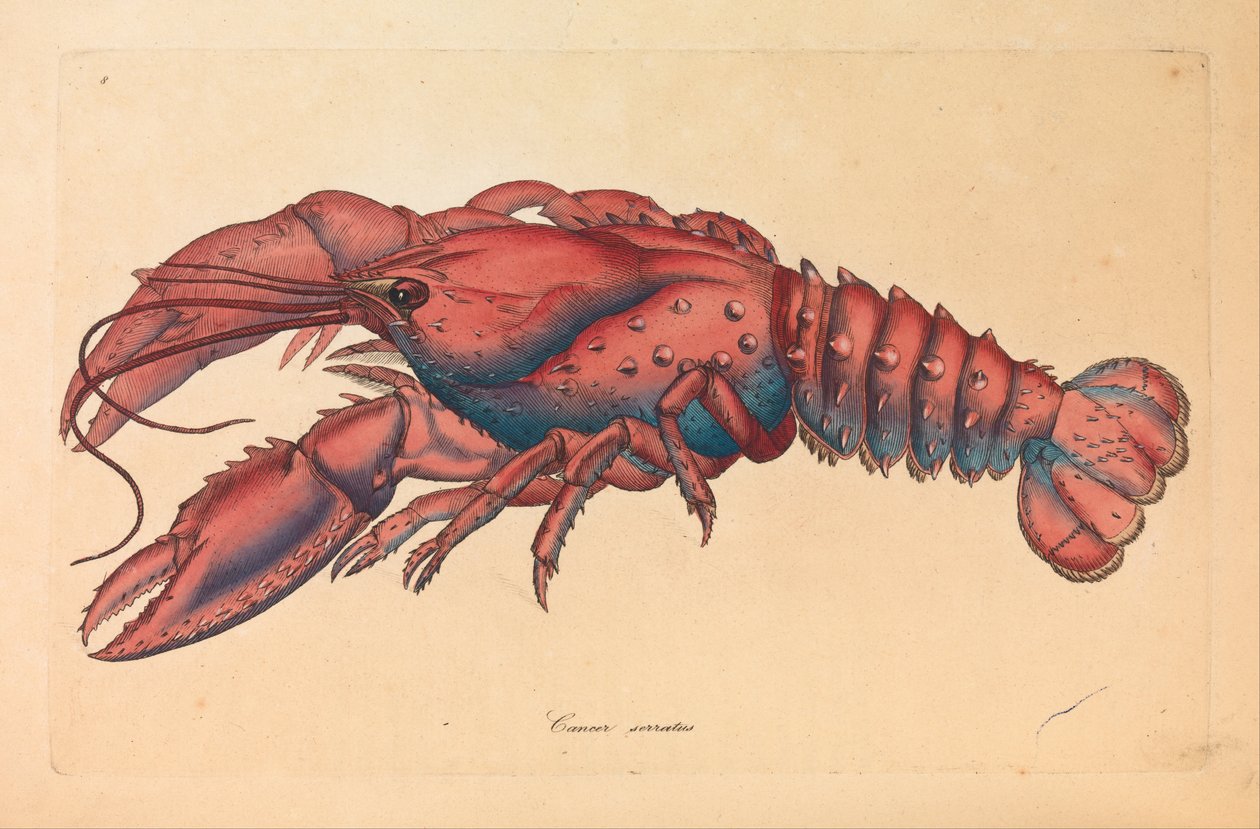 Tırtıklı Istakoz, Yengeç serratus by James Sowerby