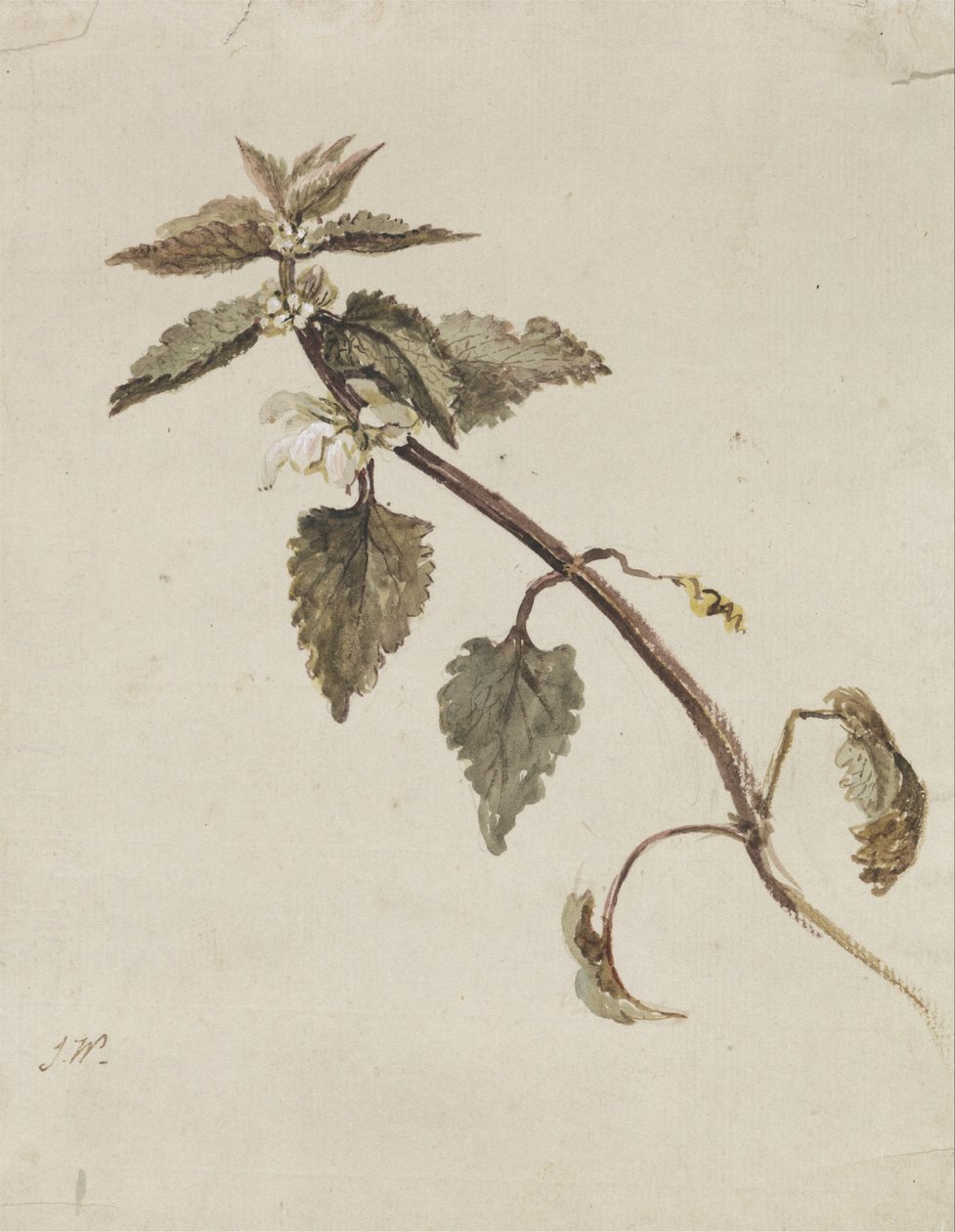 Yapraklı Bir Dal by James Ward