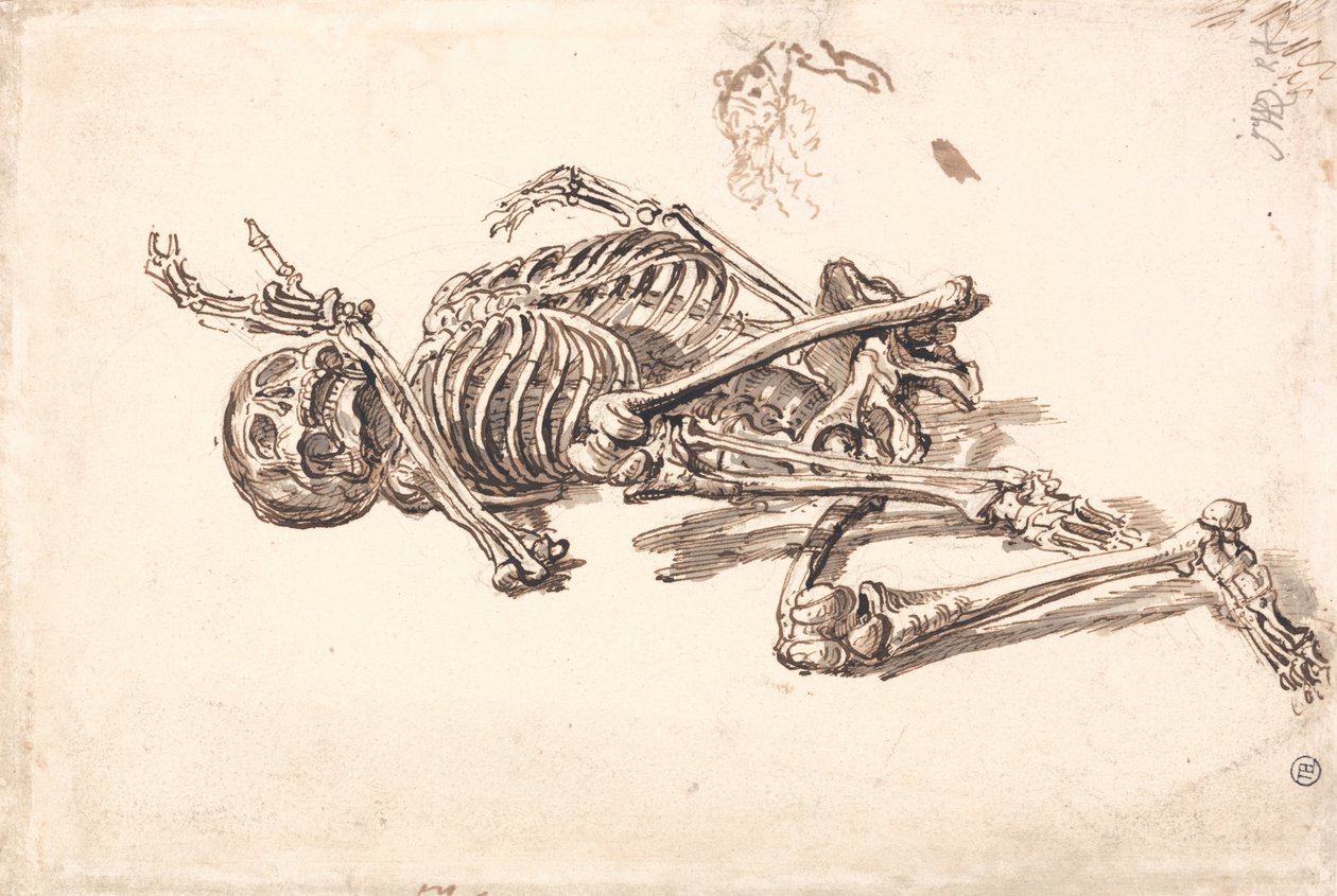 İnsan İskeleti by James Ward