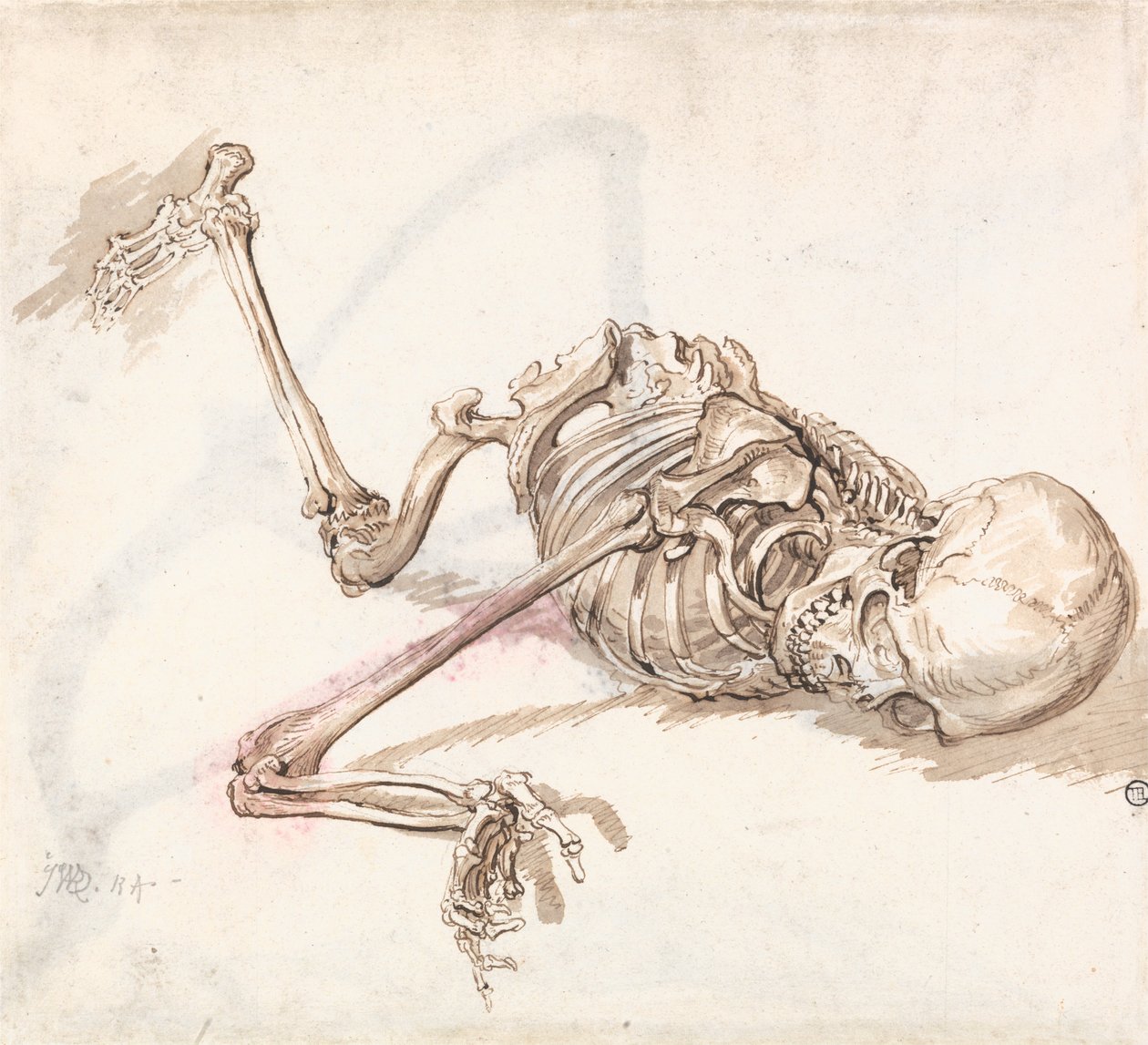 İnsan İskeleti by James Ward