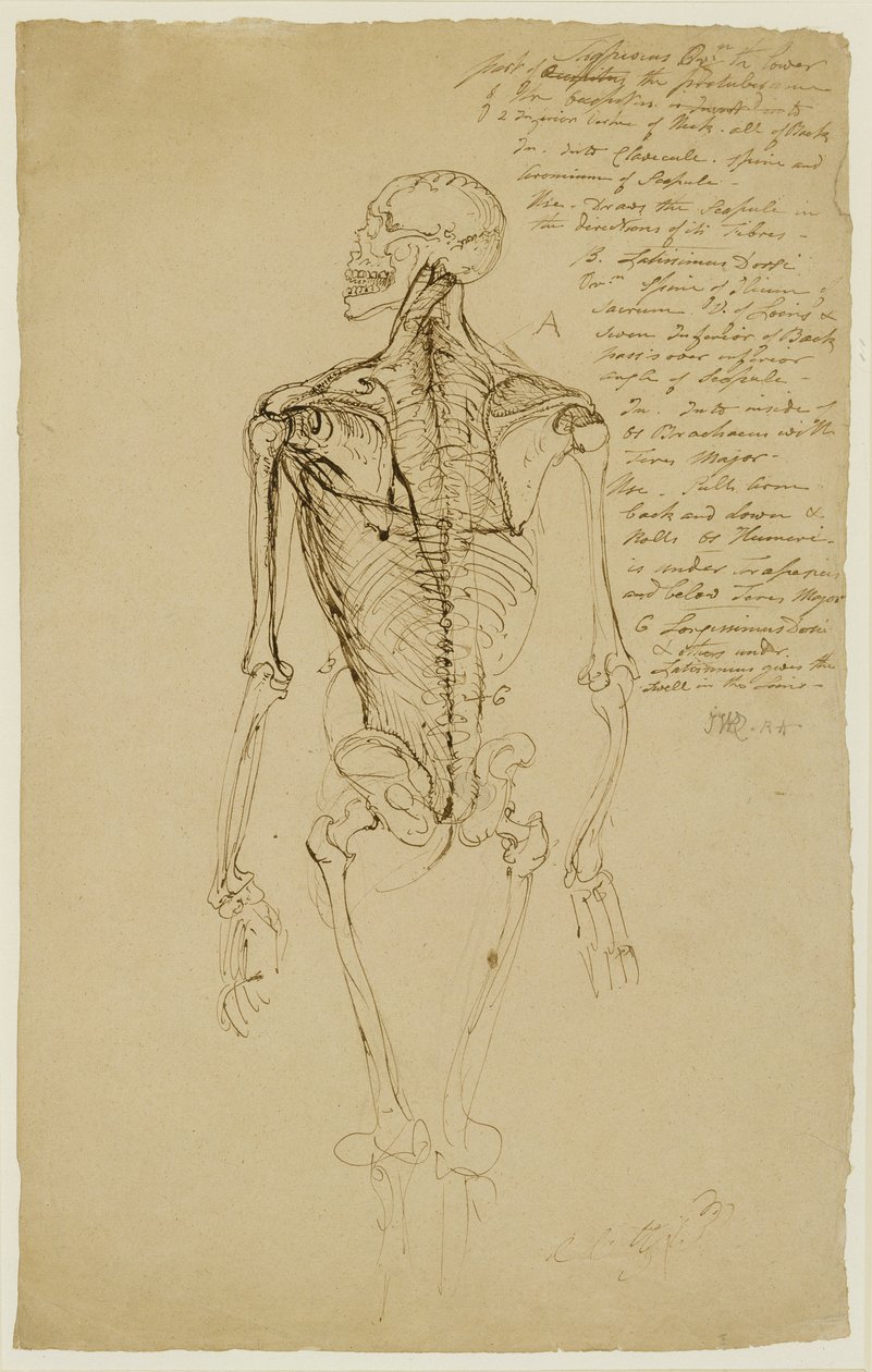 Bir Adamın İskeleti çizimi (kağıt üzerine kahverengi kalem ve mürekkep) by James Ward