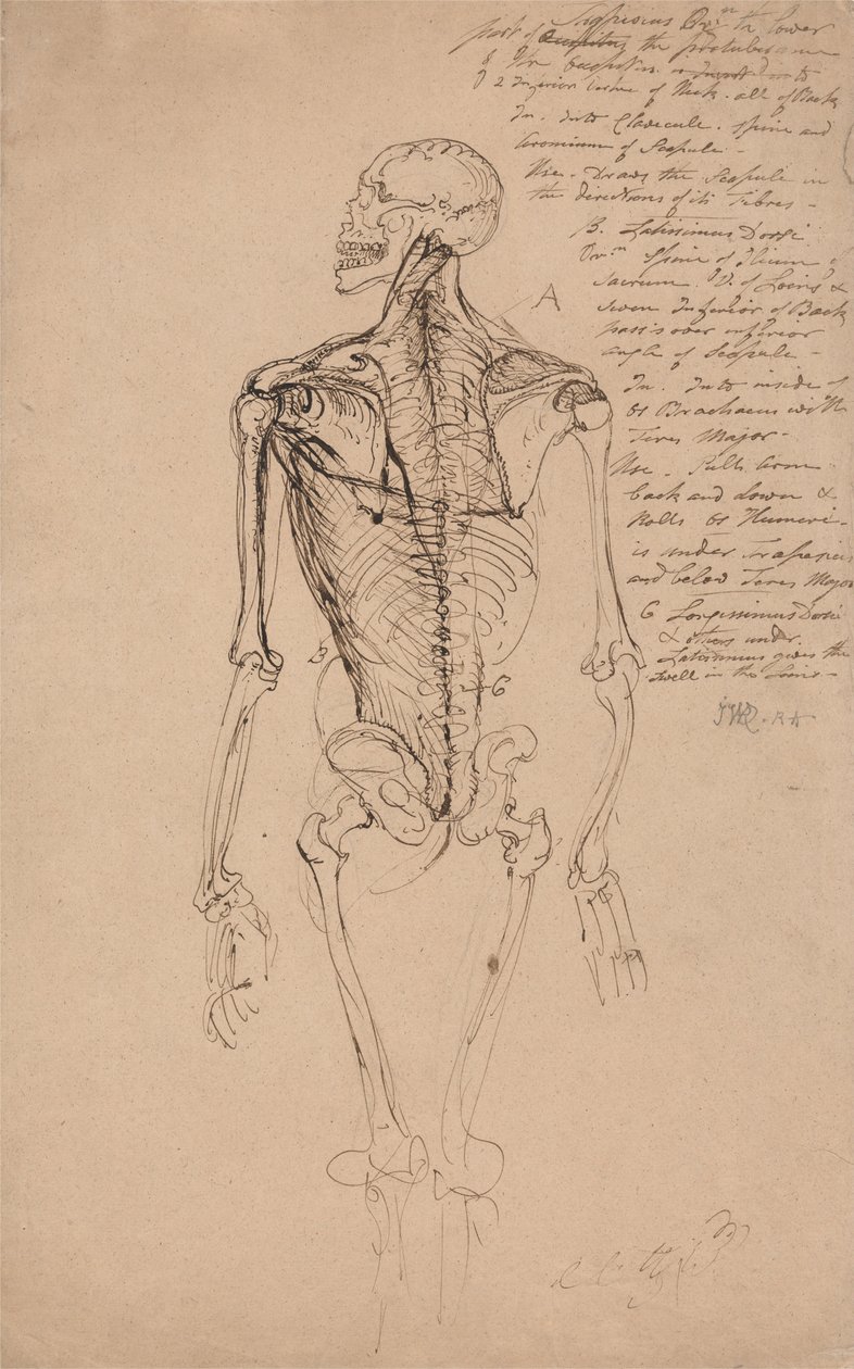 Bir Erkek İskeleti Çizimi by James Ward