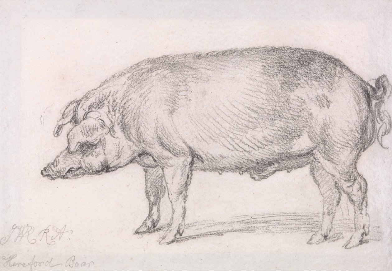 Hereford Domuzu by James Ward