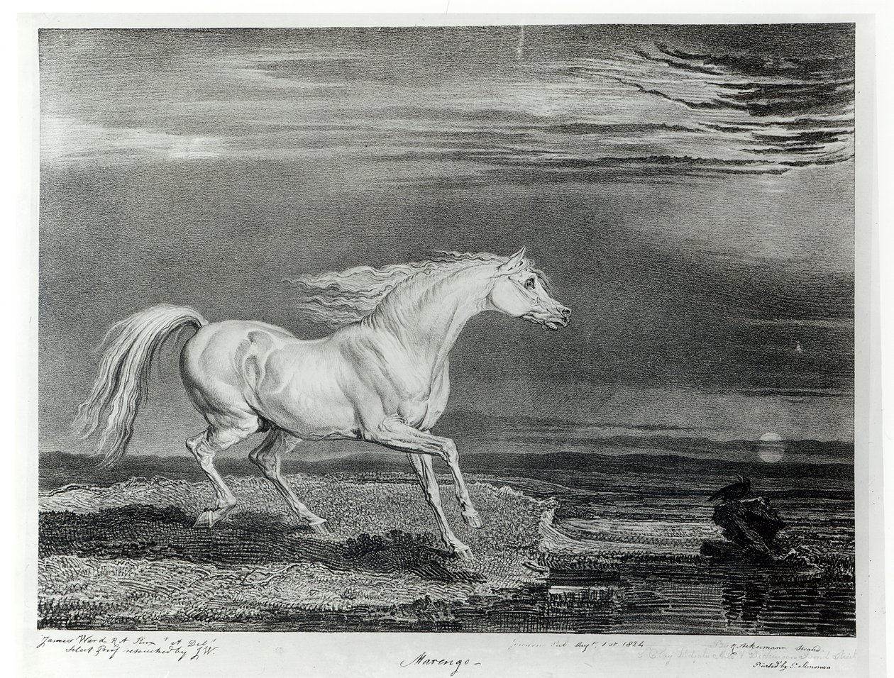 Marengo, sanatçı tarafından oyulmuş, pub. R. Ackermann tarafından, 1824 by James Ward