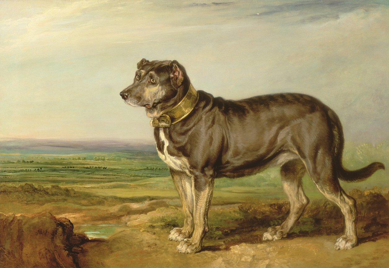 İspanyol Bloodhound 