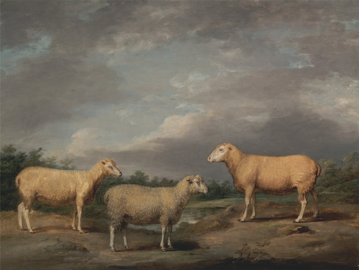 Ryelands Koyunu, Kral Koçu, Kings Ewe ve Lord Somerville Hava Durumu by James Ward