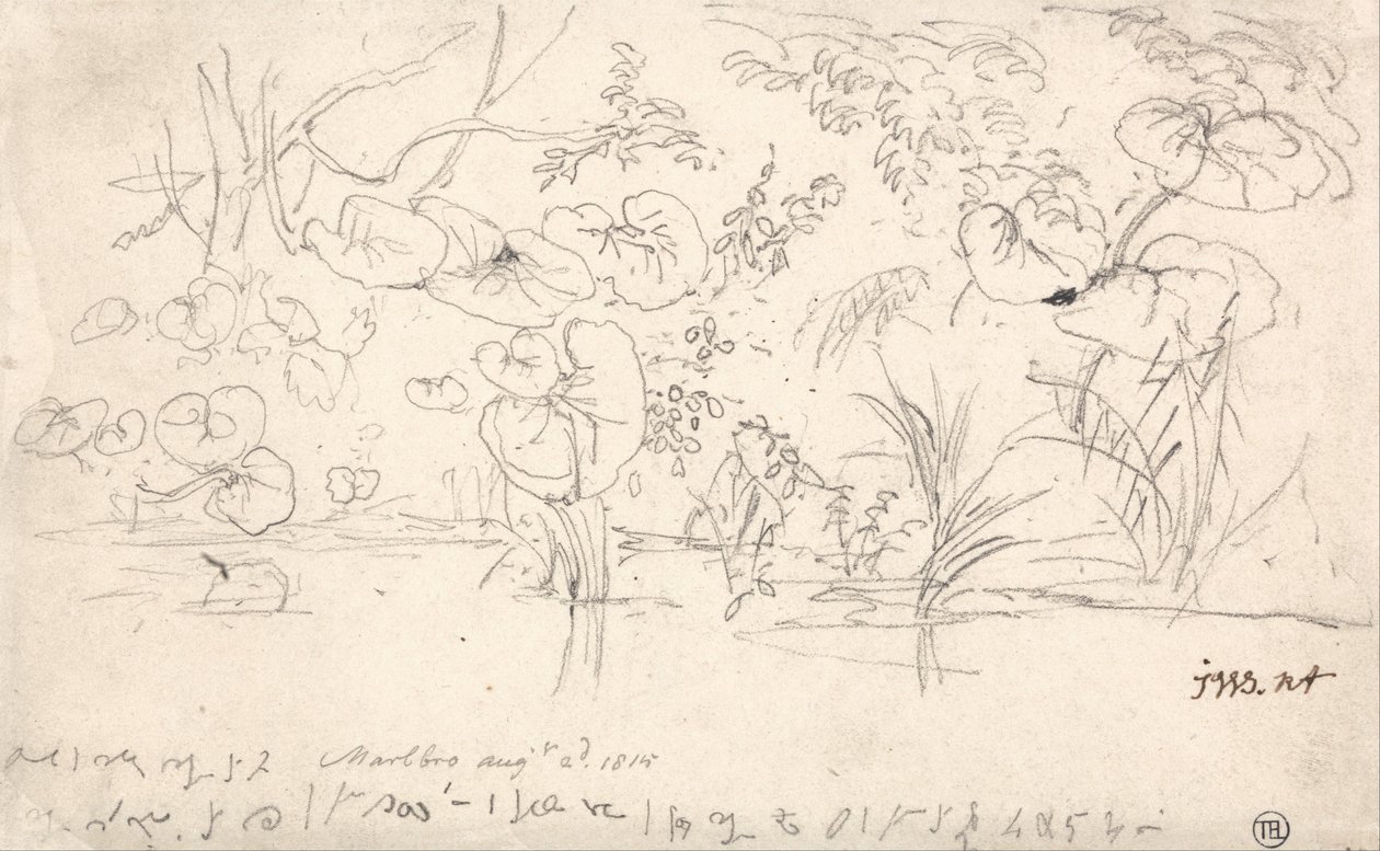Bitki Çalışmaları, 2 Ağustos 1815 by James Ward