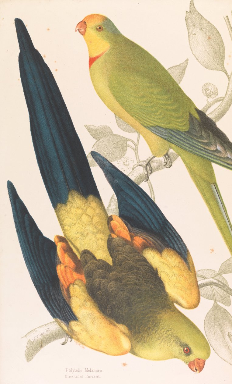 Siyah kuyruklu Papağan, Polytelis melanura ve Yeşil Pırasa Parakeet, Polytelis barranandi by James Whitley Sayer