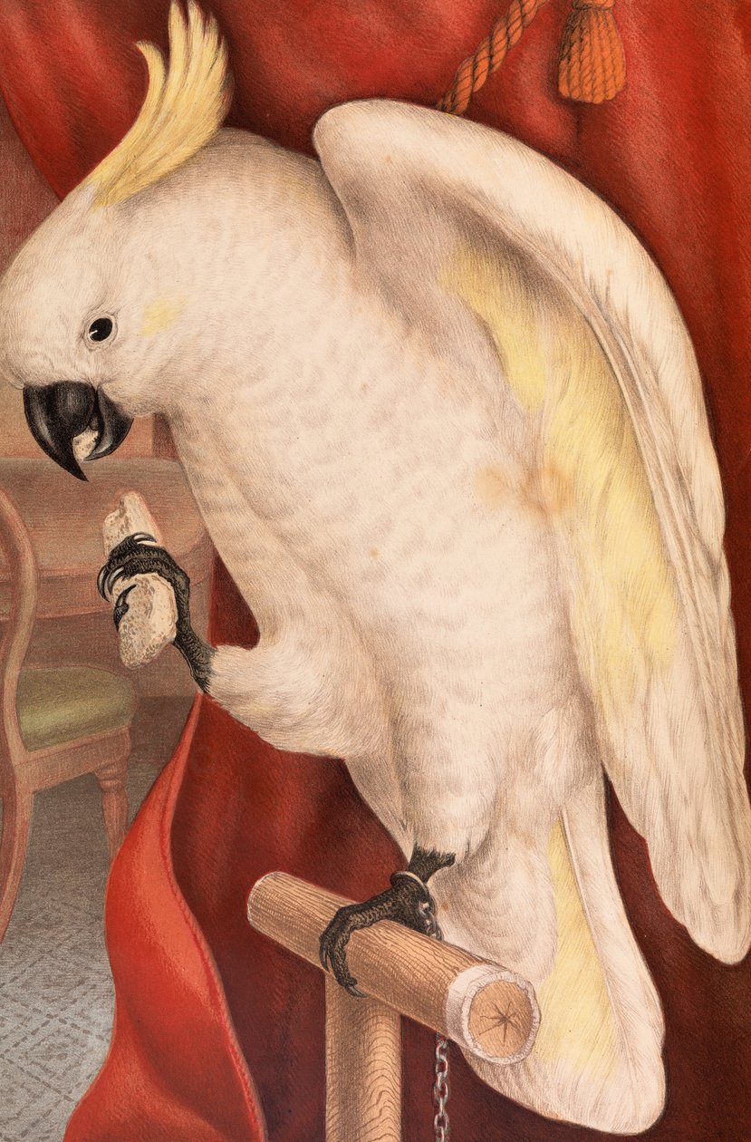 Büyük Kükürt Tepeli Kakadu, Plyctolophus galeritus by James Whitley Sayer