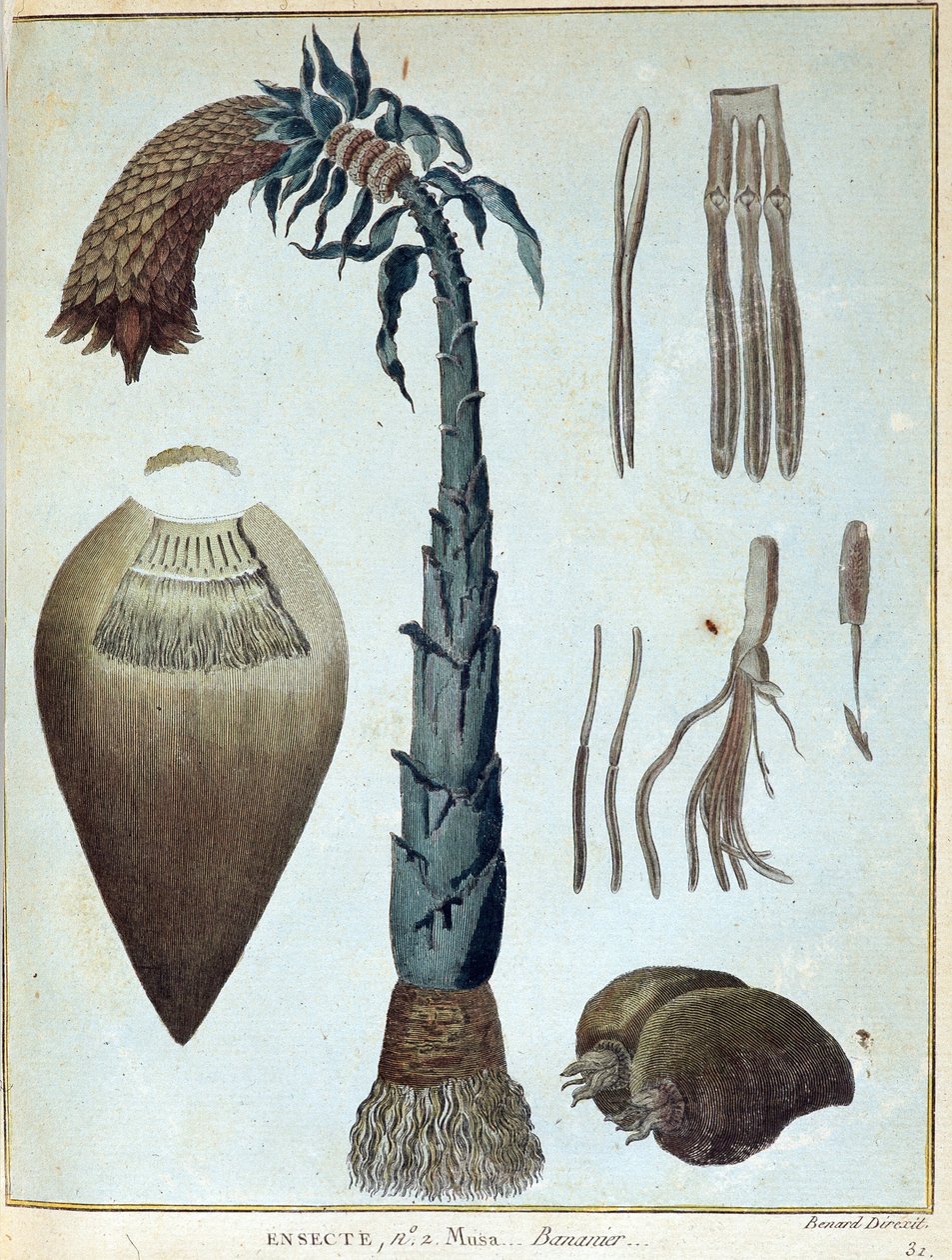 Muz - 1768-1772 yılları arasında Nil'in kaynaklarını keşfetmeye girişilen "" Nubia ve Habeşistan'a Yolculuk"ta, James Bruce, cilt. 1, Paris by James Bruce