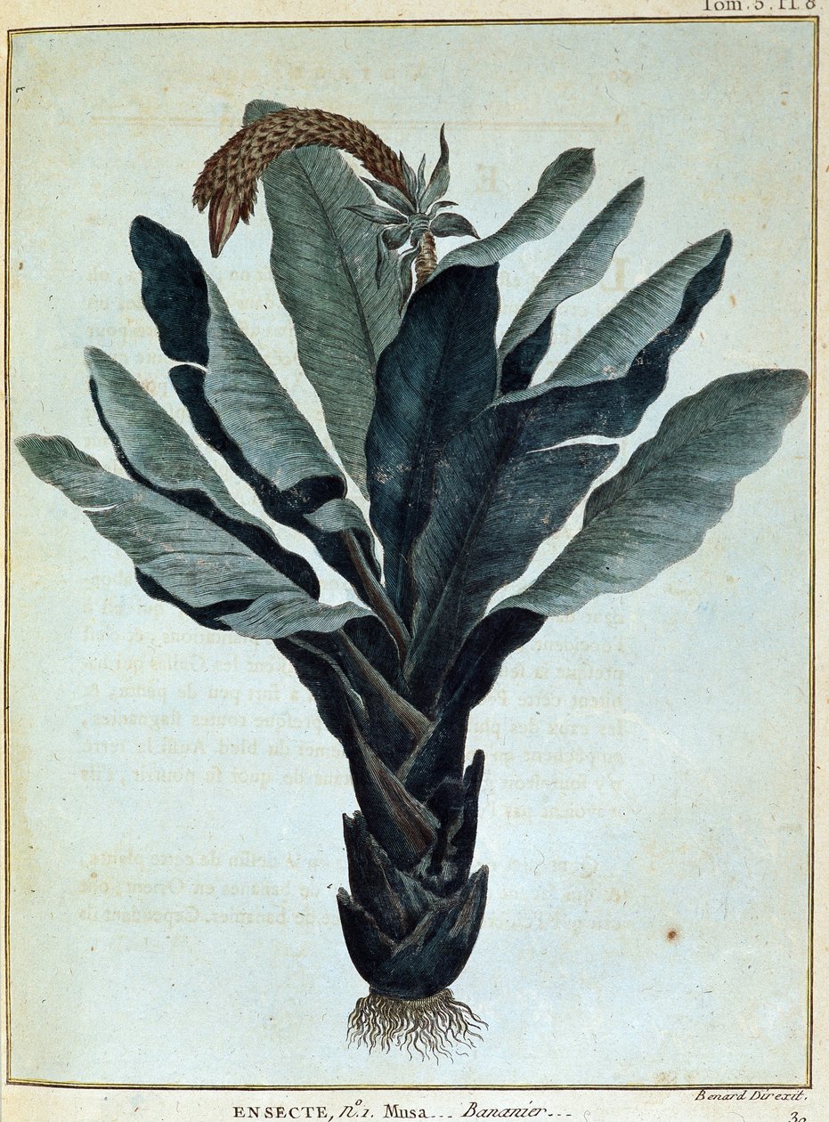 Banana - in “” Journey to Nubia and Abyssinia undertaken to discover the sources of the Nile during the years 1768 to 1772”, by James Bruce, vol. 1, Paris by James Bruce