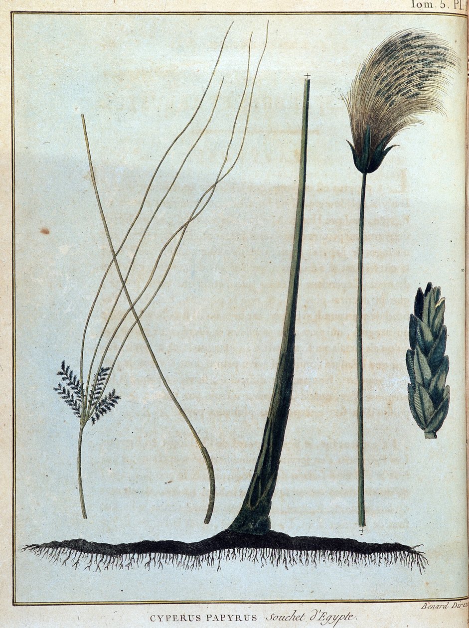 Cyperus papirüs, Mısır suşu - “” 1768-1772 yılları arasında Nil'in kaynaklarını keşfetmeye girişilen Nubia ve Habeşistan'a Yolculuk”ta, James Bruce, cilt. 1, Paris by James Bruce