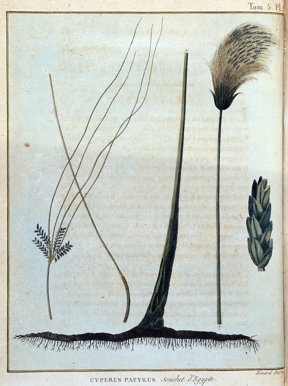 Cyperus papirüs, Mısır suşu - “” 1768-1772 yılları arasında Nil