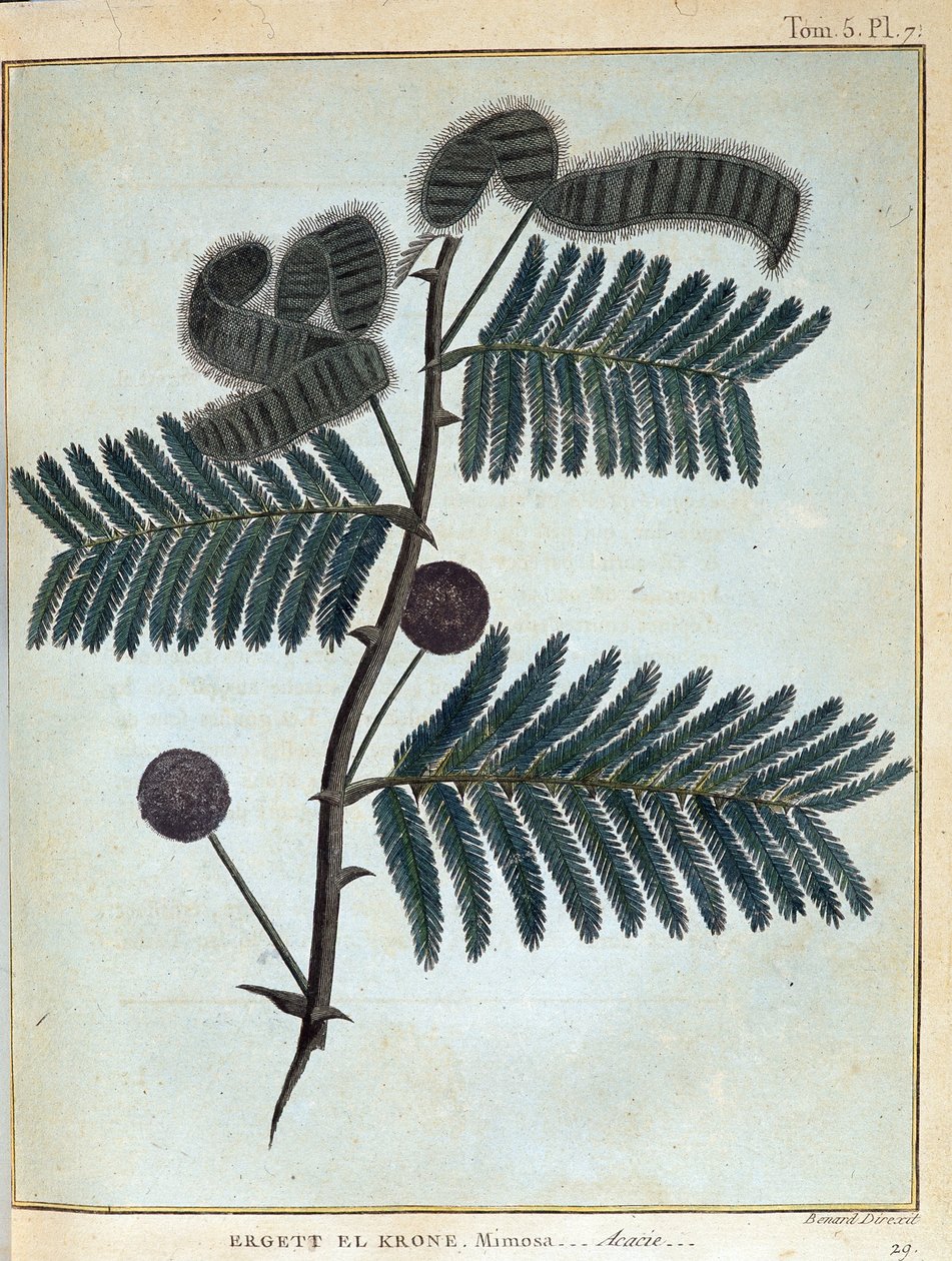 Ergett el Krone, mimoza - akasya - “” Nubia ve Abyssinia