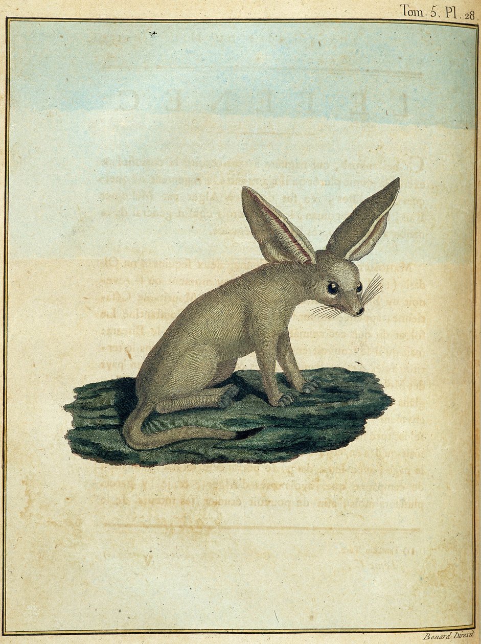 Fennec - 1768-1772 yılları arasında Nil