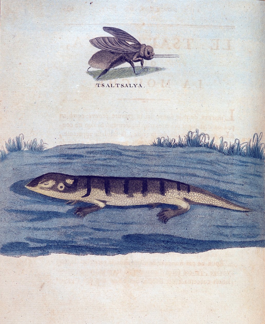 Fly ve Lezard - James Bruce, Paris tarafından 1768-1772 yılları arasında Nil