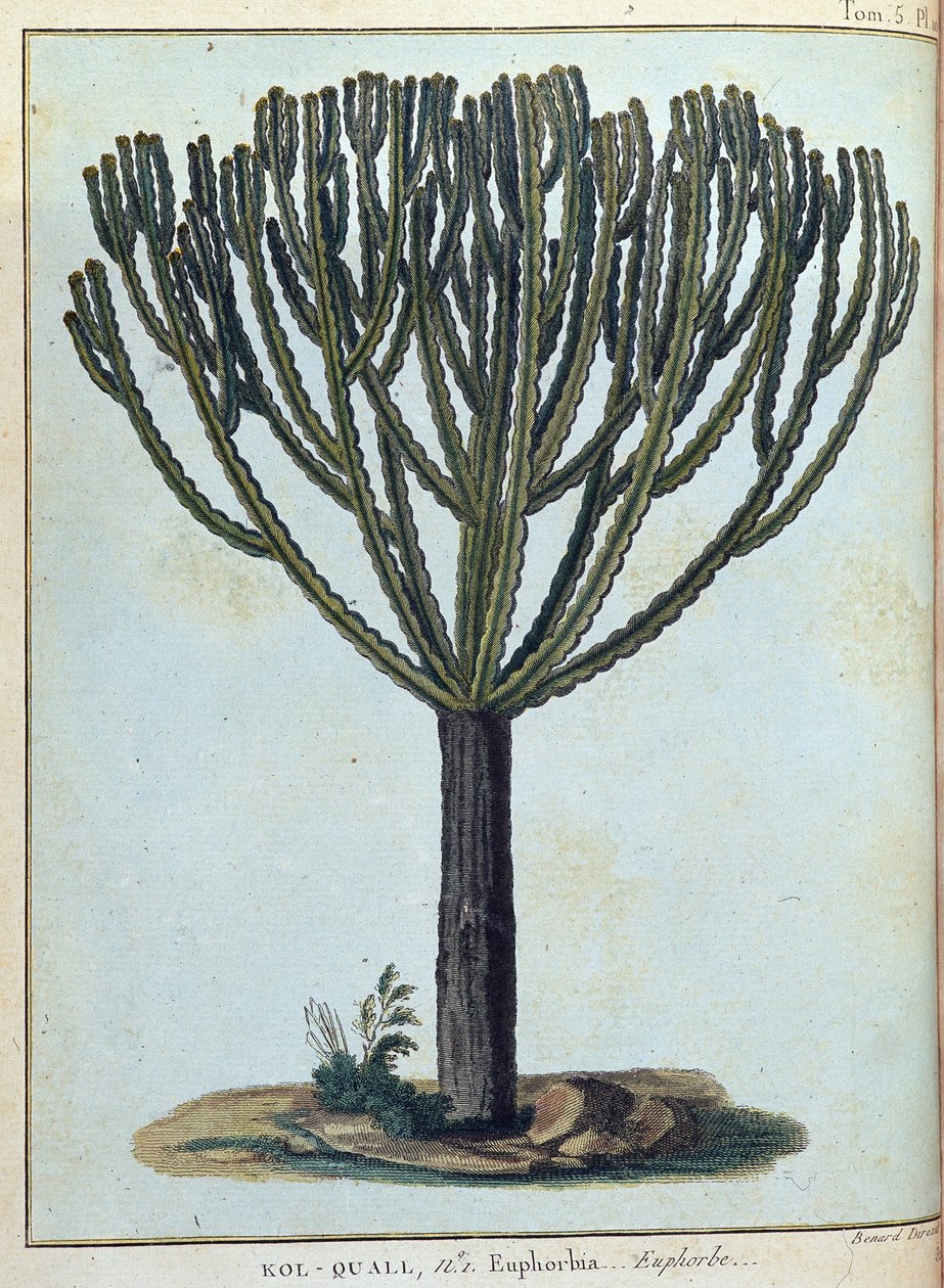 Kol-quall (Kol quall), sütleğen (kaktüs) - “” 1768-1772 yılları arasında Nil