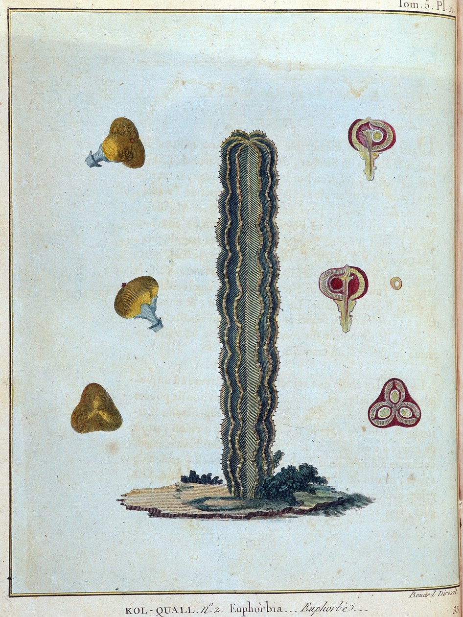 Kol-quall (Kol quall), sütleğen (kaktüs) - “” 1768-1772 yılları arasında Nil