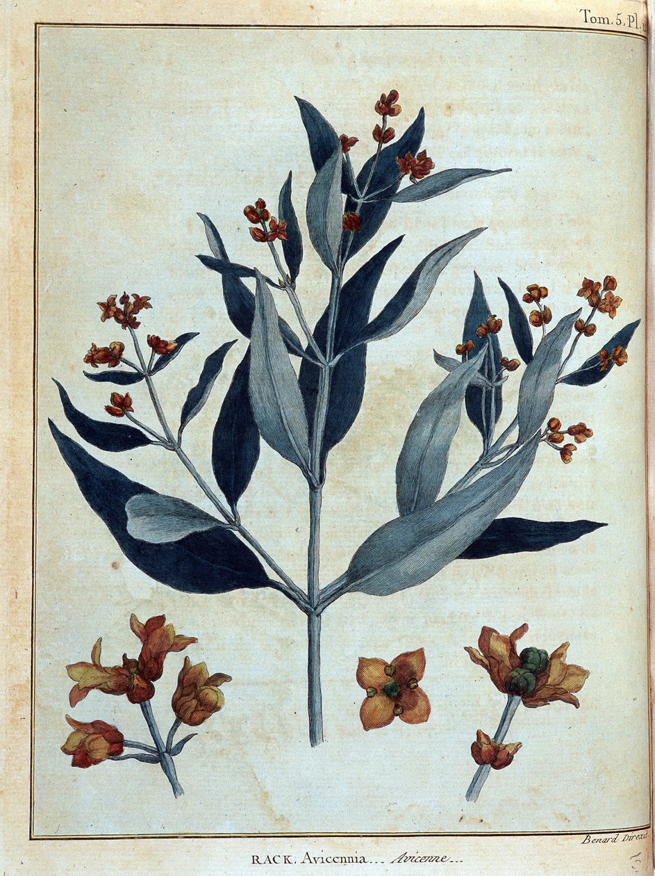 Rack, avicenne - "" 1768-1772 yılları arasında Nil
