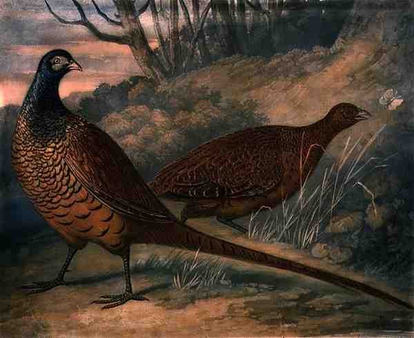 Sülünler, Charles Turner (1773-1857), pub tarafından oyulmuş İngiliz Tüy Oyununun 2. plakası. R. Ackermann, c.1810 (mezzotint gravür) by James (after) Barenger