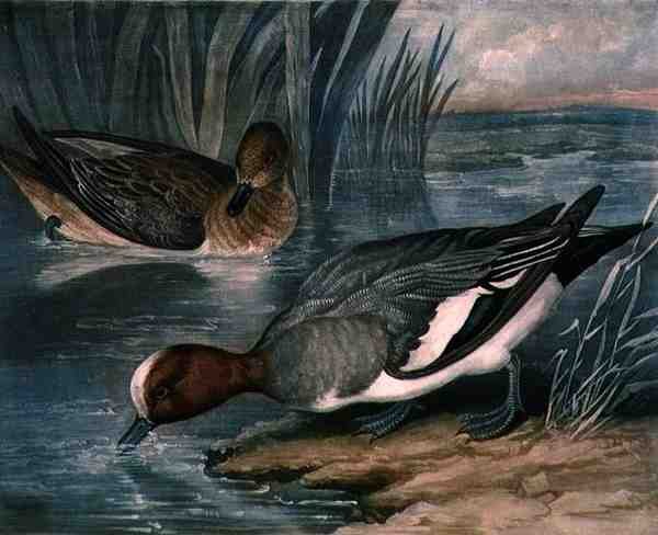 Widgeons, İngiliz Tüy Oyununun 6. plakası, Charles Turner (1773-1857), pub. R. Ackermann, c.1810 (mezzotint gravür) by James (after) Barenger