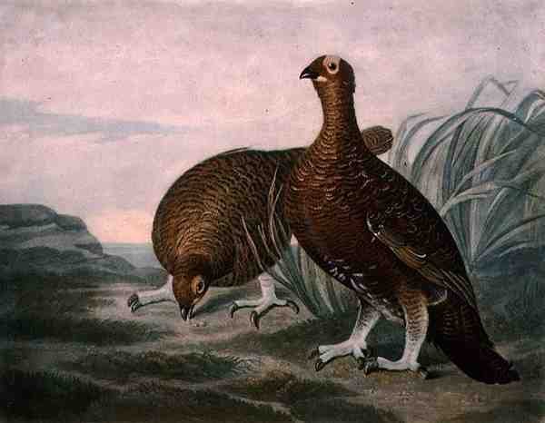 Red Grouse, İngiliz Tüy Oyunu